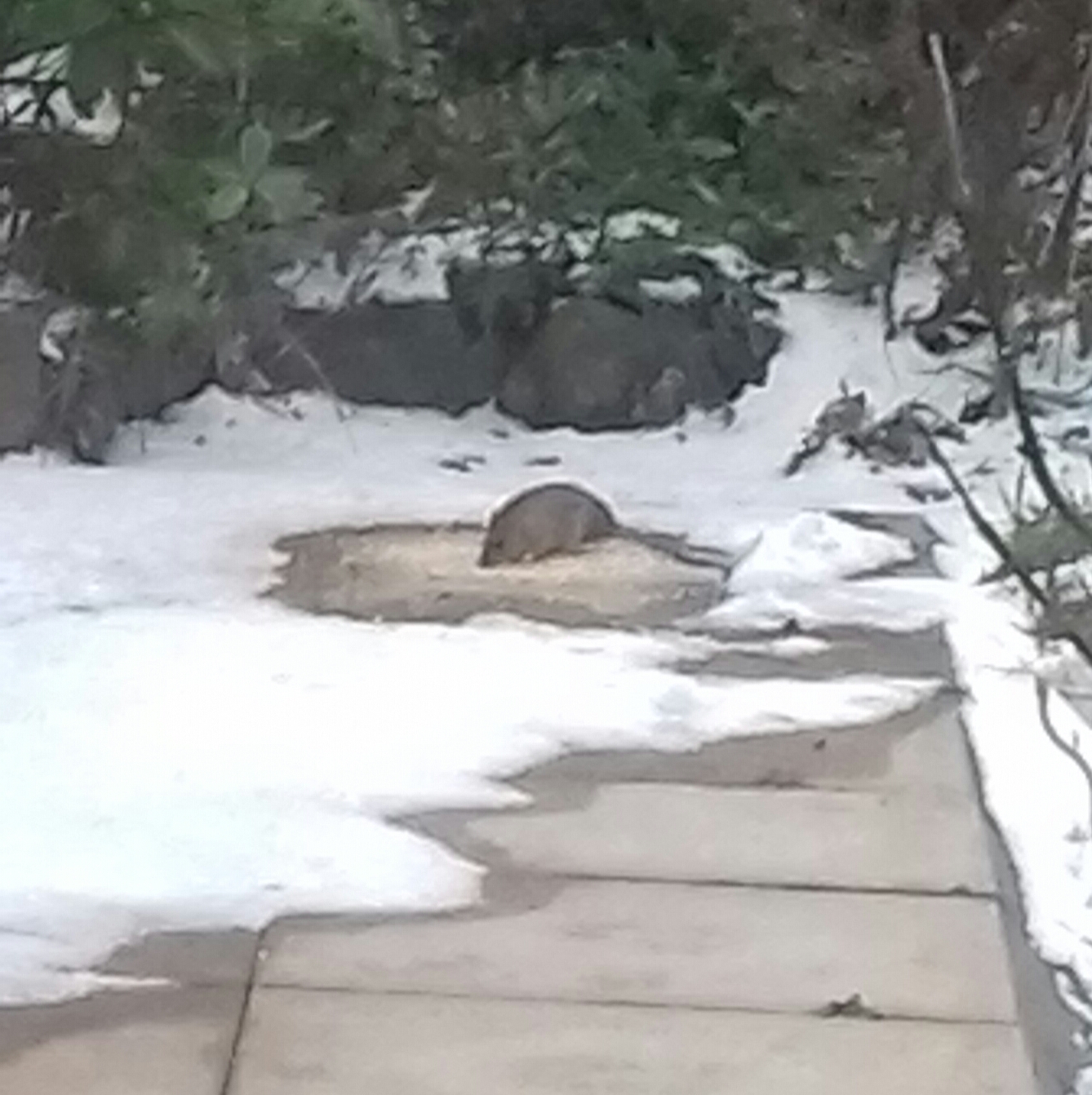 Ratty in the snow